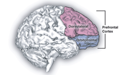 Prefrontal cortex.png
