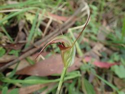 Pterostylis abrupta.jpg