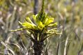 Puya chilensis Zapallar 04.jpg