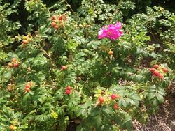 Remontance sur Rosa rugosa.jpg