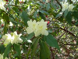 Rhododendron lutescens (2).jpg