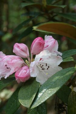 Rhododendron wiltonii.JPG