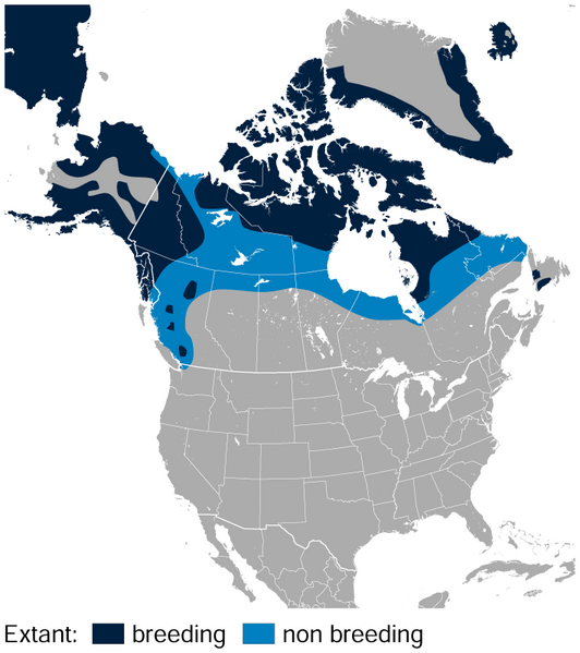 File:Rock Ptarmigan Lagopus muta distribution in North America map.png