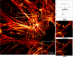 STED Confocal Comparison 50nm HWFM.png