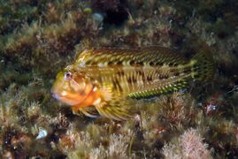 Combtooth blenny swimming