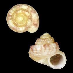 Seashell Solariella dedonderorum.jpg