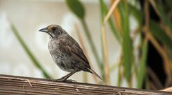 Seaside sparrow (28959673707).jpg