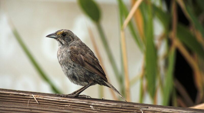 File:Seaside sparrow (28959673707).jpg