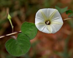 Small white morning glory (Ipomoea obscura) in Hyderabad, AP W IMG 7089.jpg