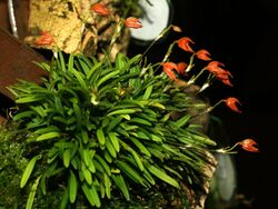 Specklinia glandulosa.jpg