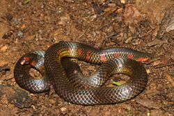 Spotted earth snake Uropeltis maculata.jpg