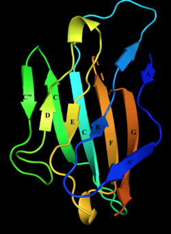 Structure of Extracellular domain of Myelin Protein Zero with Labelled BetaSheets .png