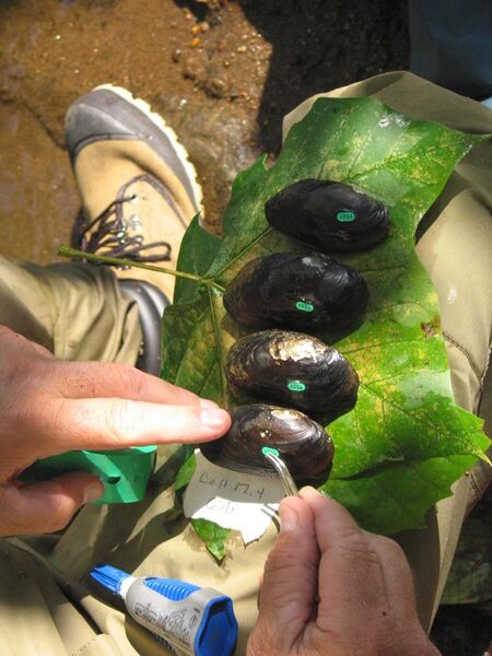 File:Tagging mussels (7008974195).jpg