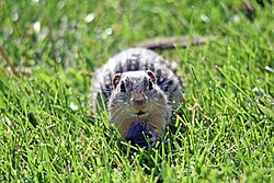 Thirteen-lined ground squirrel eating a baby painted turtle.jpg