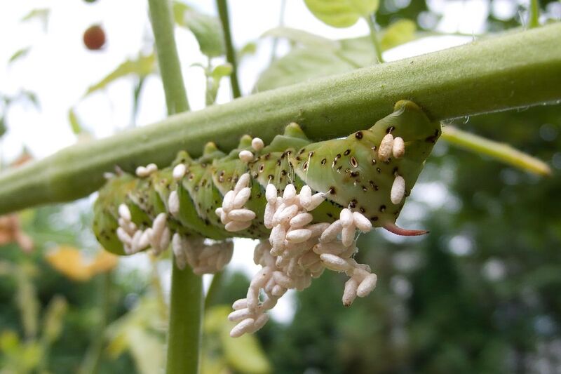 File:Tobacco Hornworm Parasitized by Braconid Wasp.jpg