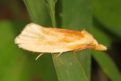 Tortricid Moth - Aethes floccosana?, Andelot Farm, Worton, Maryland.jpg