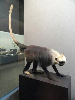 Trachypithecus francoisi leucocephalus - Kunming Natural History Museum of Zoology - DSC02504.JPG