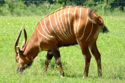 Tragelaphus eurycerus -Marwell Wildlife, Hampshire, England-8a.jpg