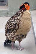 Tragopan caboti.JPG