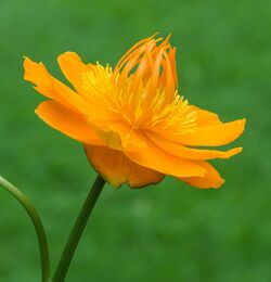 Trollius chinensis 'Golden Queen', opvallende bloem met warme oranjeachtige kleur. Locatie, Tuinreservaat Jonkervallei 04.jpg