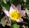 Tulipa saxatilis bakeri 'Lilac Wonder' 01.jpg