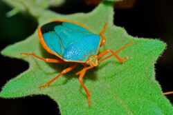 Turquoise Shield Bug (Edessa rufomarginata) (6782805881).jpg