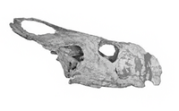 Ukhaa Tolgod protoceratopsid skull.png