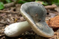 Variable Russula.jpg