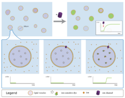 Vesicle technique.svg