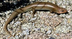 Western Red-tailed Skink.jpg