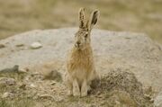 Brown hare