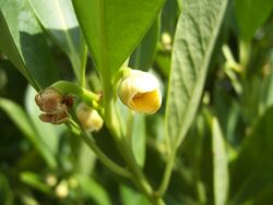 Yellow anise flower.jpg