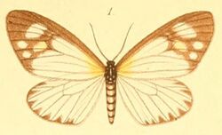 01-Cartaletis gracilis (Möschler, 1887) (Amnemopsyche gracilis).JPG