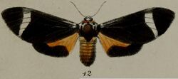 12-Anace herpa=Amerila syntomina (Butler, 1878).JPG