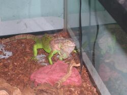 1 Year Male Green Iguana.JPG
