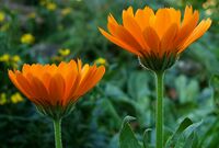 2006-10-22Calendula03.jpg