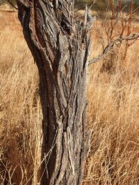 Acacia sericophylla bark.jpg
