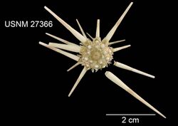Acanthocidaris hastigera (USNM 27366) 001.jpeg
