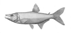 Acestrorhynchus.jpg