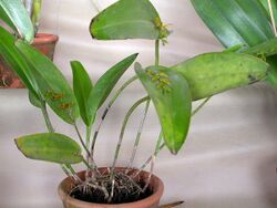 Acianthera binotii 06.jpg