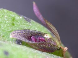 Acianthera saundersiana.jpg