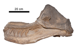 Acrophyseter robustus holotype skull.png