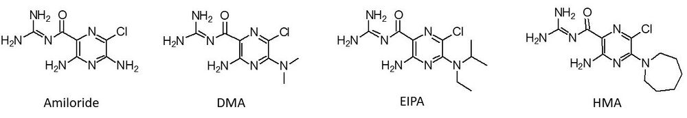 Amiloride and analogues 5'-(N,N-dimethyl)-amiloride (DMA), 5-N-ethyl-N-isopropyl amiloride (EIPA), and 5-(N,N-hexamethylene)-amiloride (HMA).