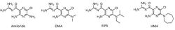 AmilorideAnalogues.jpg