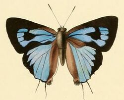 Ancema ctesia.JPG