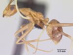 Anoplolepis gracilipes casent0064816 profile 1.jpg