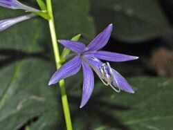 Asparagaceae - Hosta laevigata.jpg