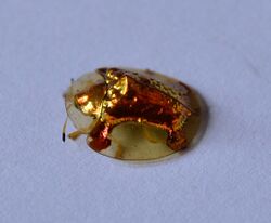 Aspidimorpha sanctaecrucis - Golden Tortoise Beetle 02.JPG