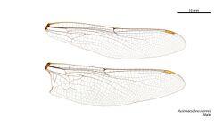 Austroaeschna inermis male wings (34888857102).jpg