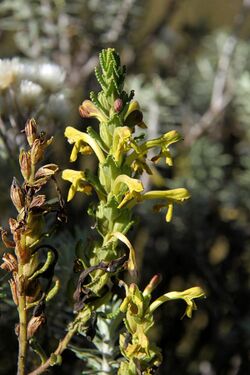 Bartsia decurva 01.jpg